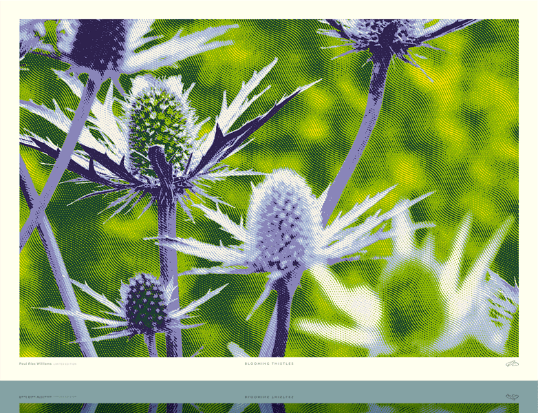 Art print of mauve thistles in bloom on a green leafy background.